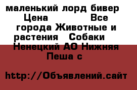 маленький лорд бивер › Цена ­ 10 000 - Все города Животные и растения » Собаки   . Ненецкий АО,Нижняя Пеша с.